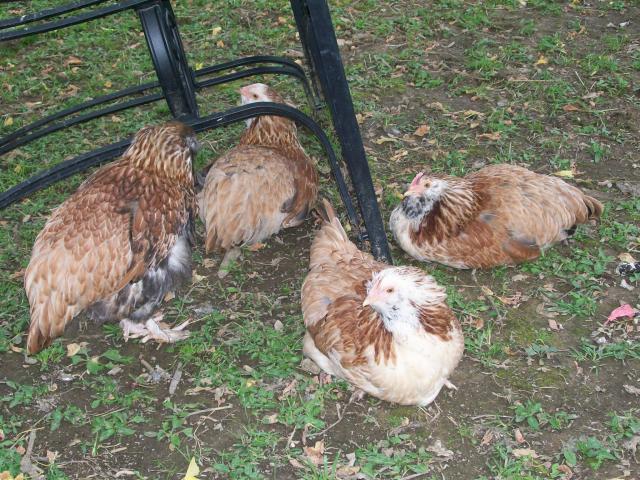 49869_chickens_12_weeks_036.jpg