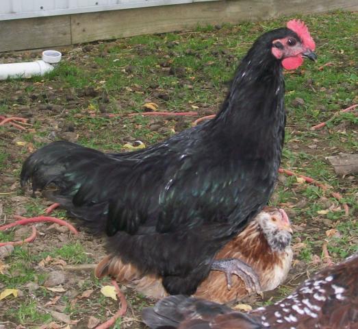 49869_chickens_12_weeks_053.jpg