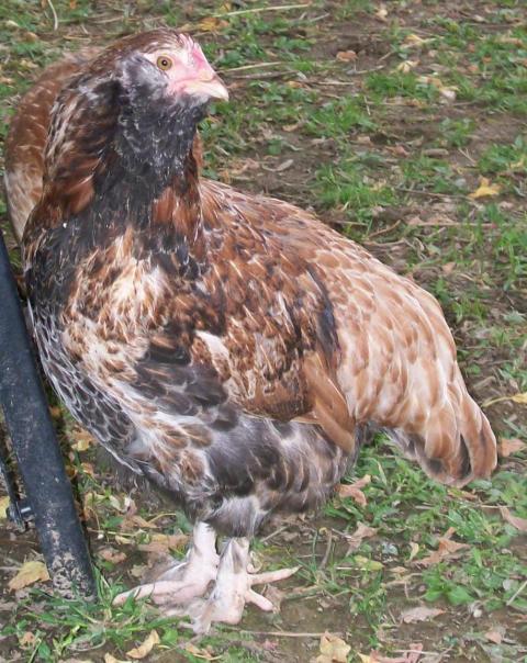 49869_chickens_12_weeks_055.jpg