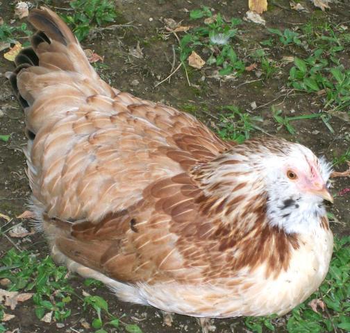 49869_chickens_12_weeks_058.jpg