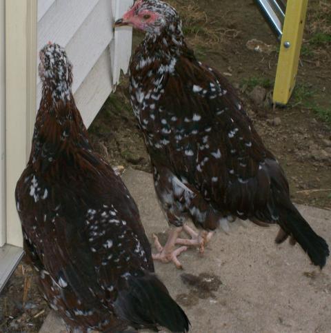 49869_chickens_12_weeks_061.jpg