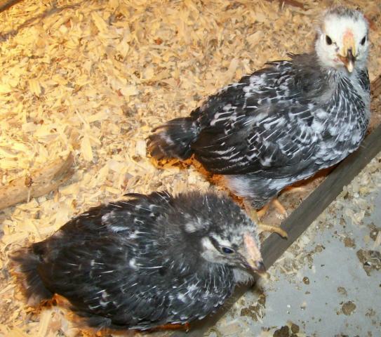 49869_feathered_out_chicks_021.jpg
