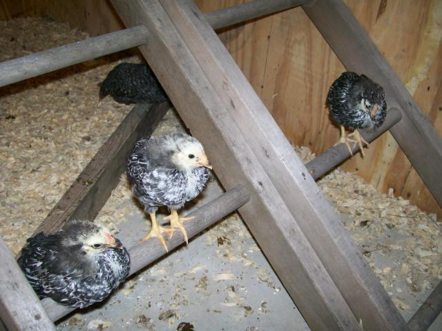 49869_feathered_out_chicks_036.jpg