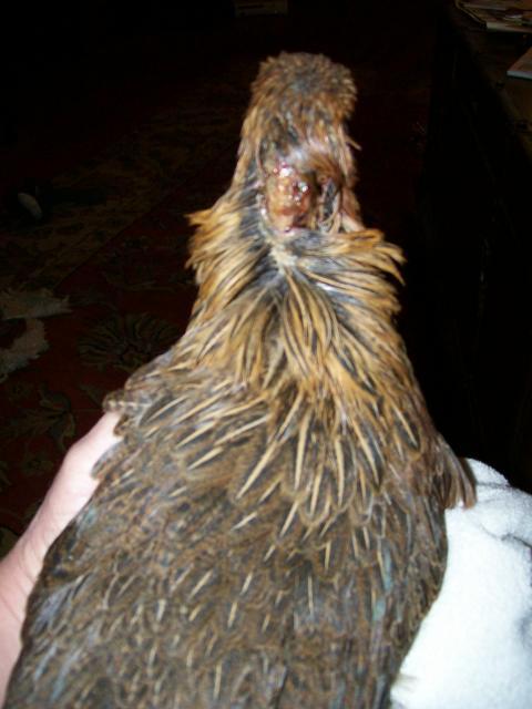 49869_hurt_pullet_002.jpg