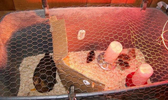49869_hurt_pullet_005.jpg