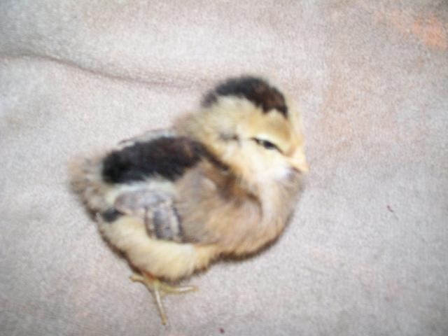 49869_newest_chicks_003.jpg