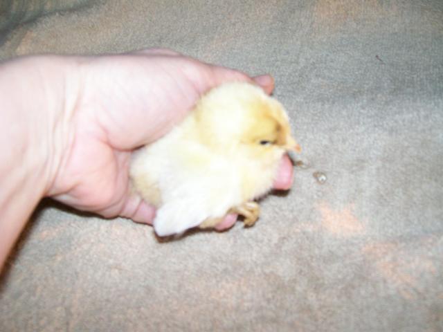 49869_newest_chicks_007.jpg