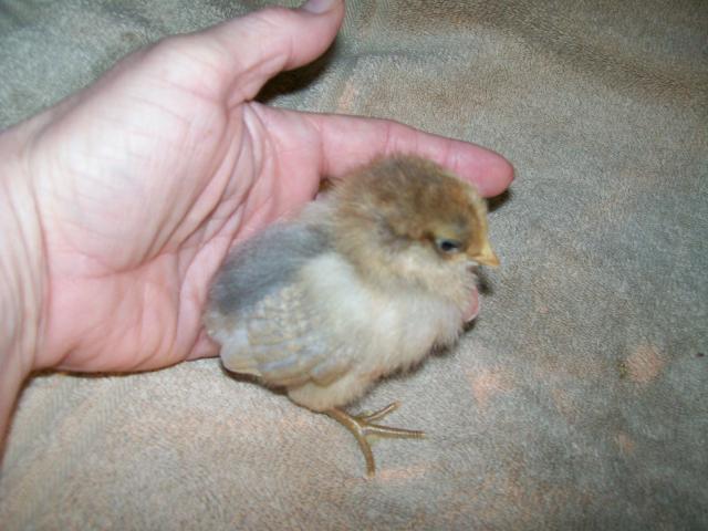 49869_newest_chicks_009.jpg