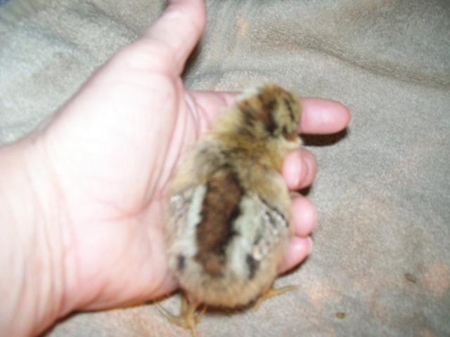 49869_newest_chicks_013.jpg