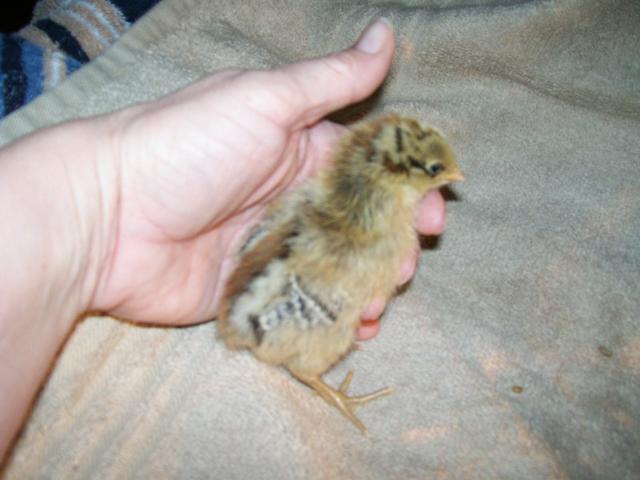 49869_newest_chicks_015.jpg
