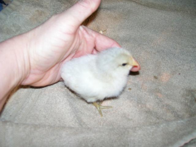 49869_newest_chicks_020.jpg