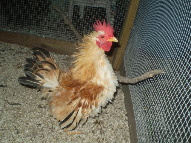 49885_fizzle_cochins.jpg