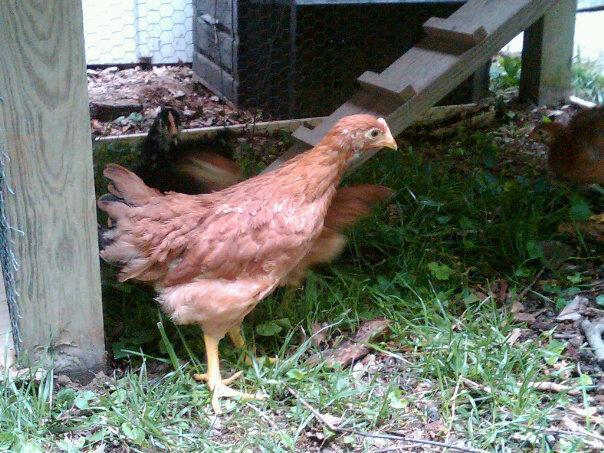 49886_ee_hen_or_roo.jpg