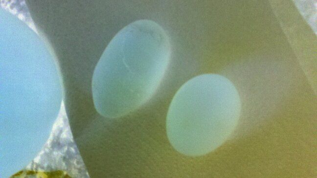49886_franken_egg_negative.jpg