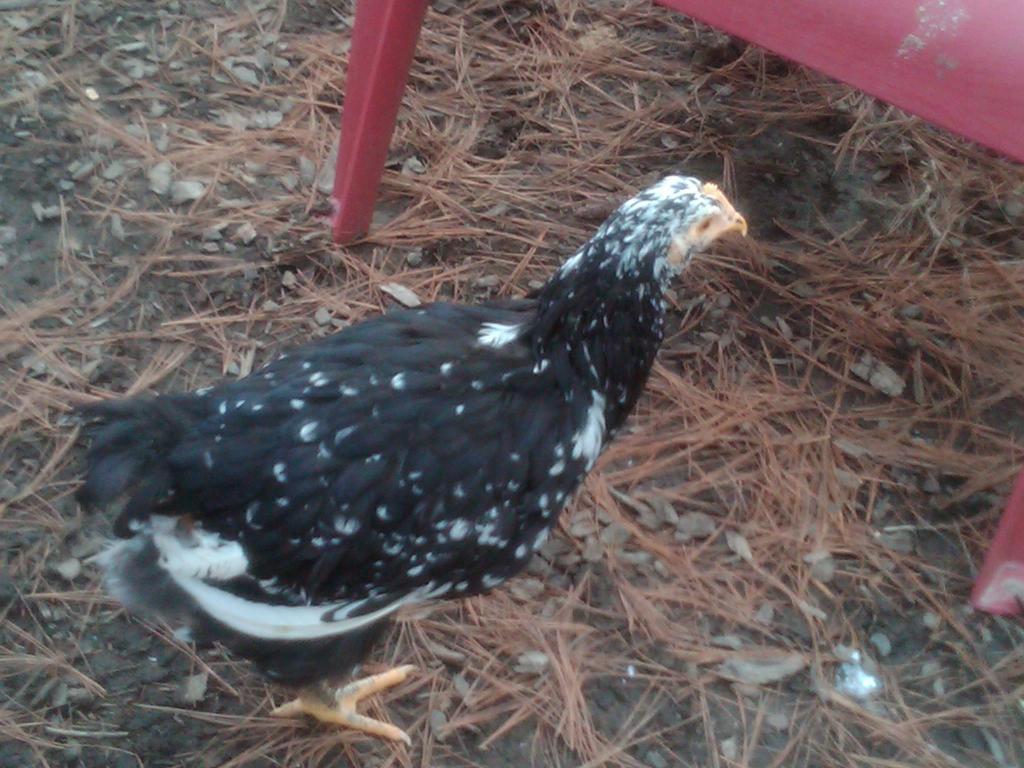 49886_new_chicken.jpg
