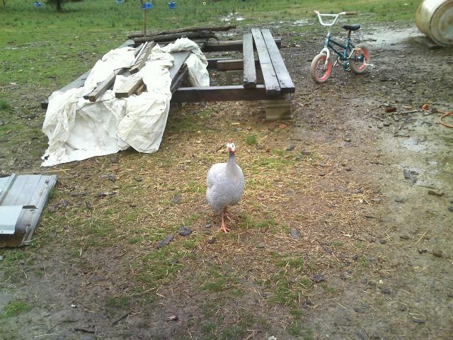 49909_picture_156.jpg
