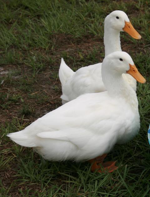 49924_dillandaflac.jpg