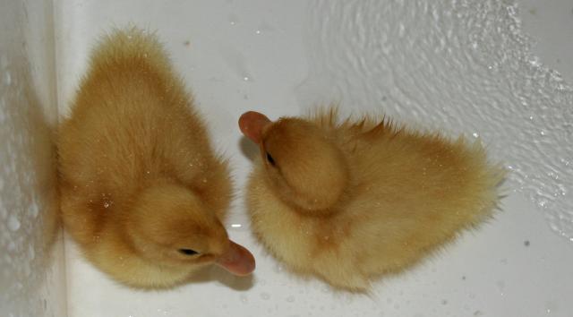49924_duck.jpg