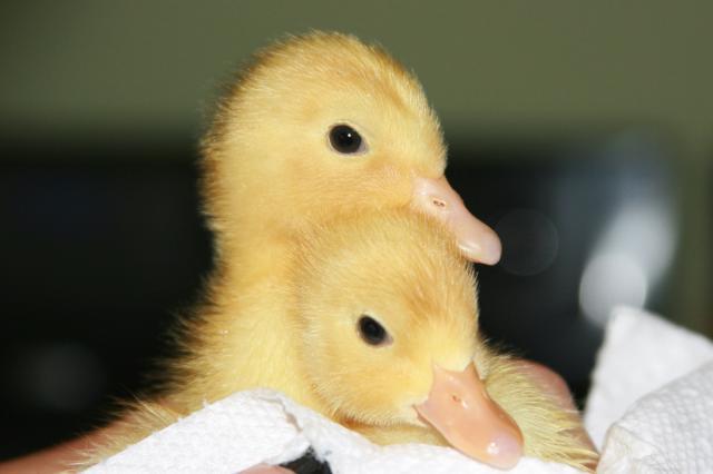 49924_duck1.jpg