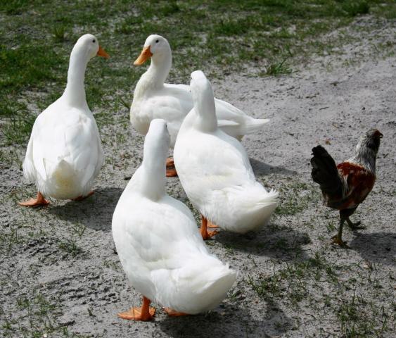 49924_ducks.jpg