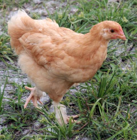 49924_peanut.jpg