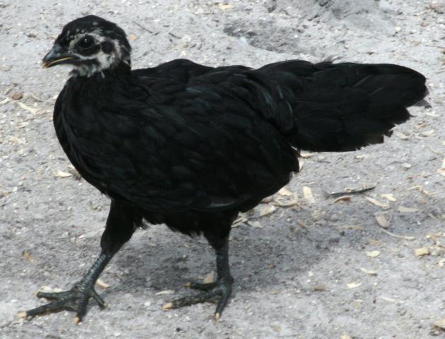 49924_squeakera.jpg