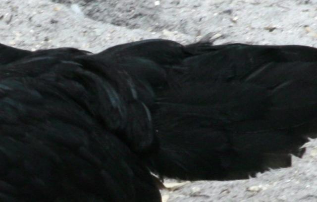49924_squeakerb.jpg