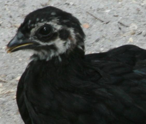 49924_squeakerc.jpg