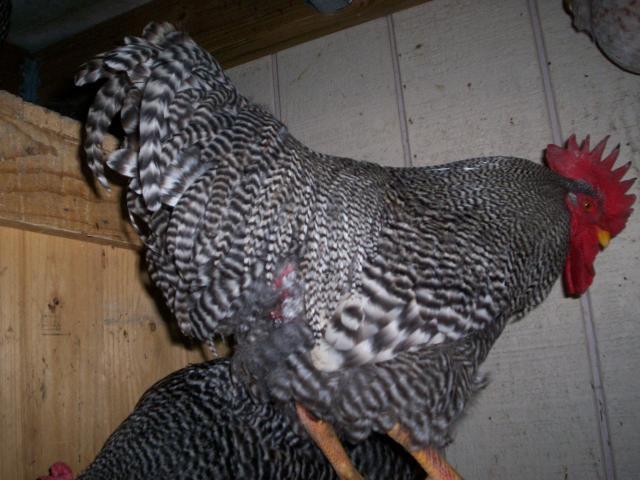 49934_kodakcam_247.jpg