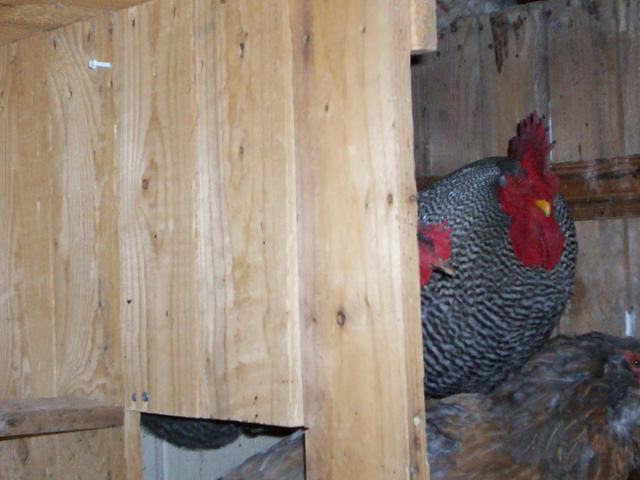49934_kodakcam_250.jpg