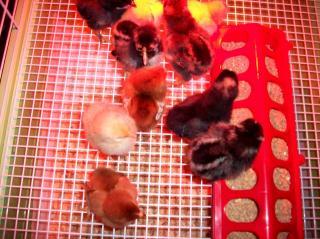 49946_groundhog_2010_chickens_026.jpg