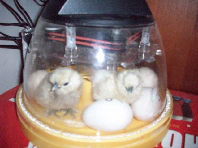 49946_silkies_march_24_brinsea_mini_advance_001.jpg