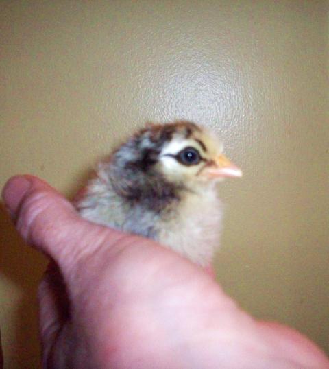 49946_wild_thing_3_days_old_010.jpg