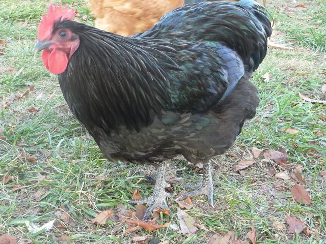 50003_p1010305.jpg