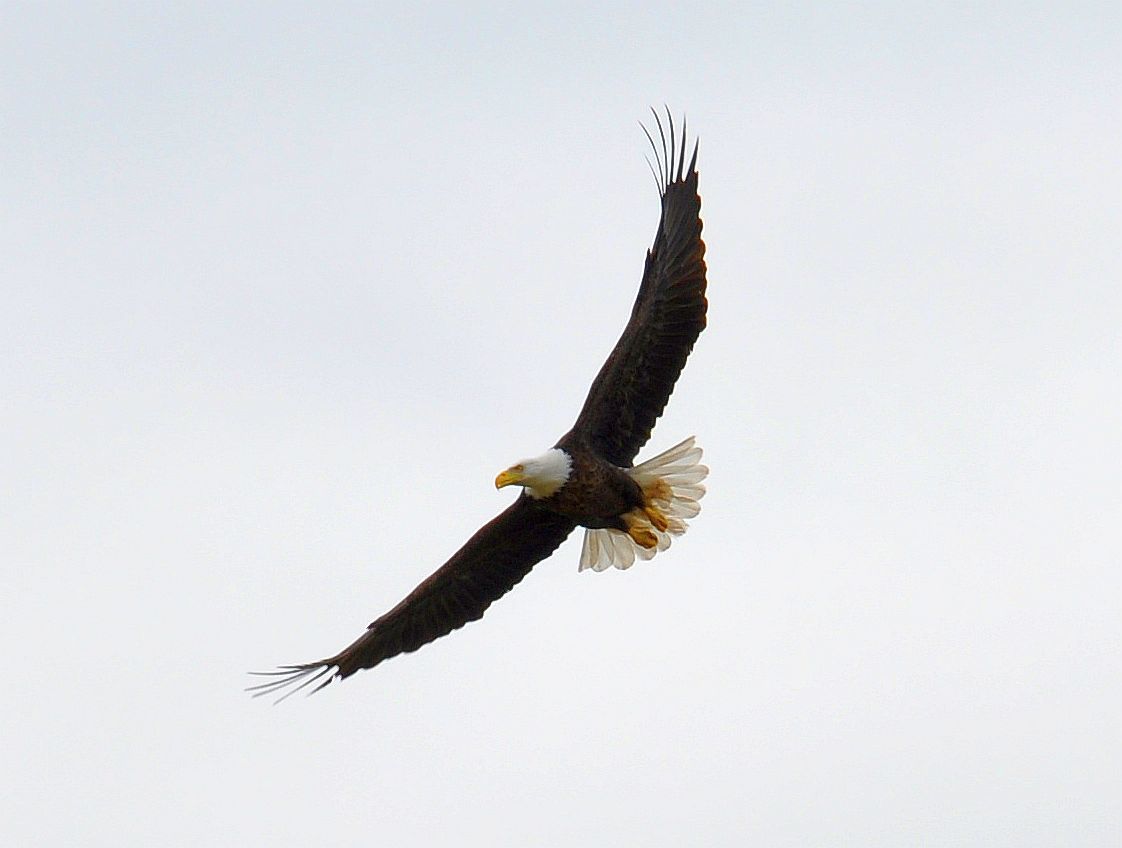 5004_eagle1.jpg