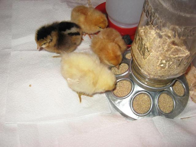 50123_chicks_arrive.jpg