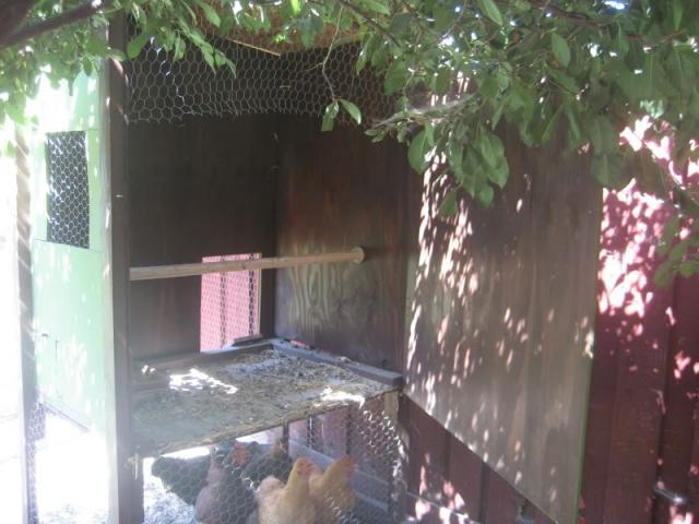 50133_chickens002.jpg