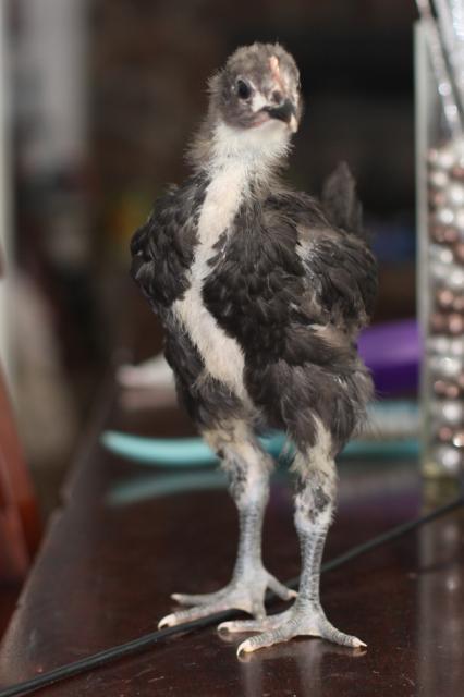 50137_chick.jpg