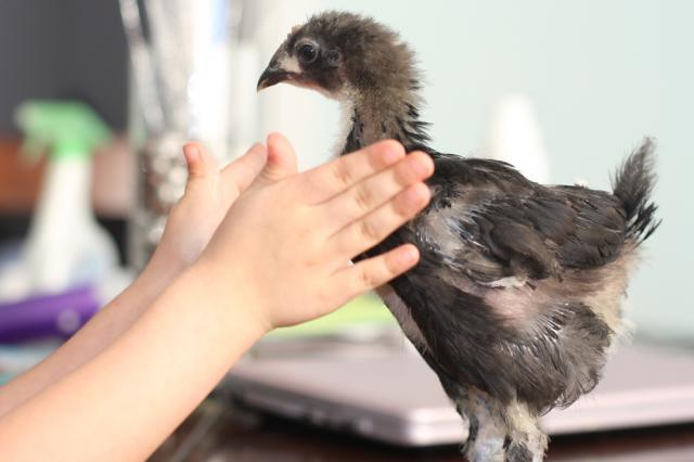 50137_chick2.jpg