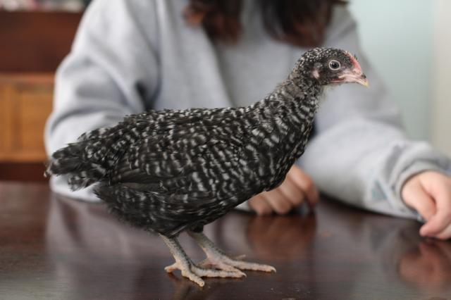 50137_chick5.jpg