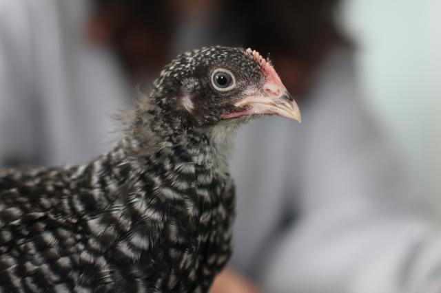 50137_chick6.jpg