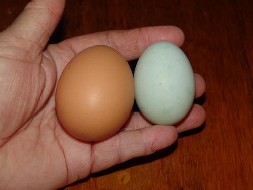 50168_blue_and_brown_eggs.jpg