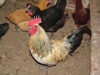 50168_cock_of_the_walk_-_dont_know_what_kind_he_is.jpg
