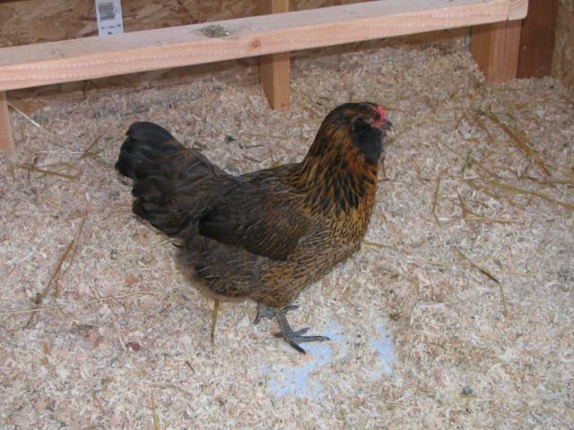 50190_chickens_002.jpg