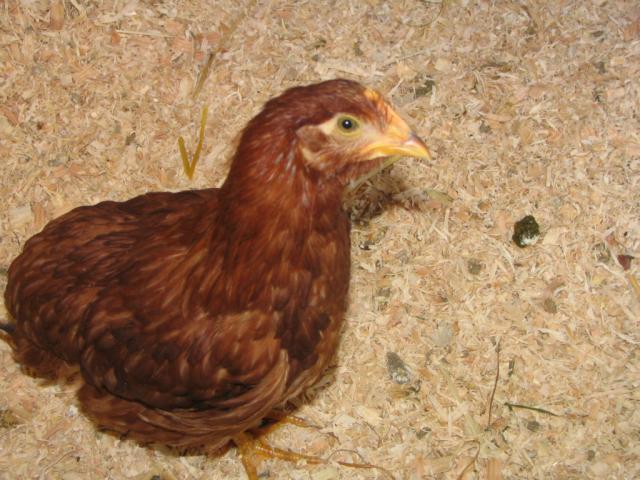 50190_chickens_005.jpg