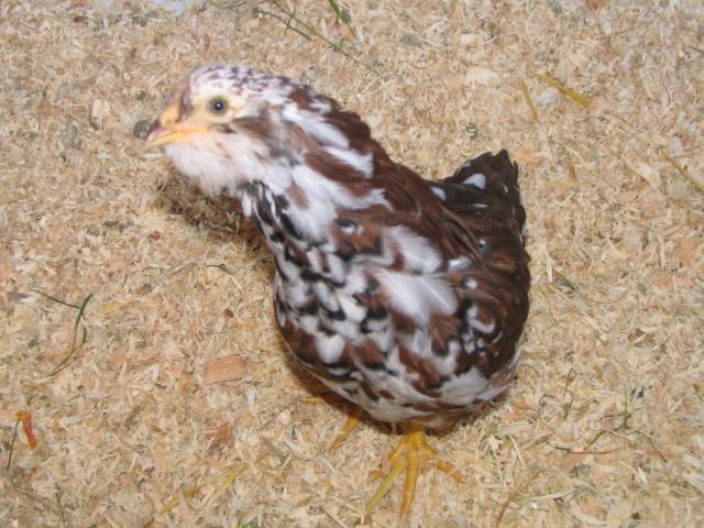 50190_chickens_006.jpg