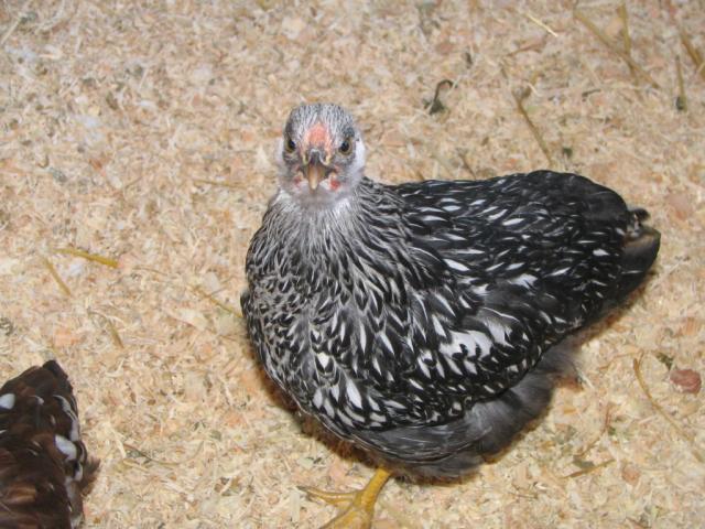 50190_chickens_007.jpg