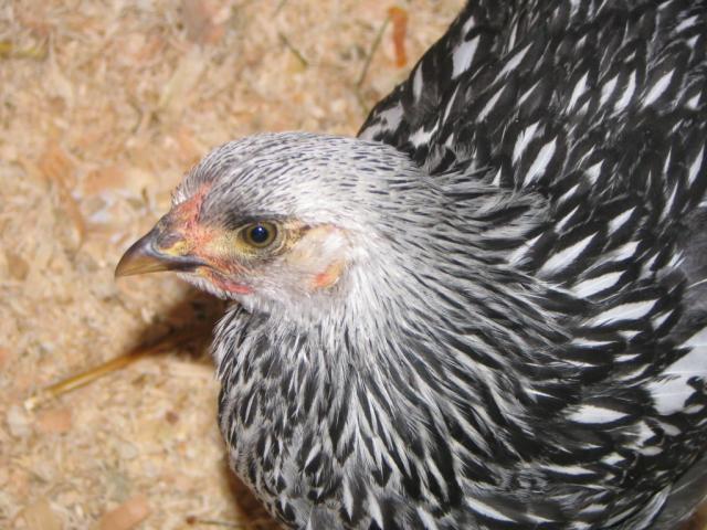 50190_chickens_010.jpg