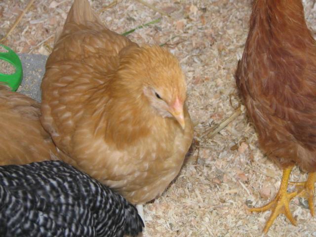 50190_chickens_011.jpg