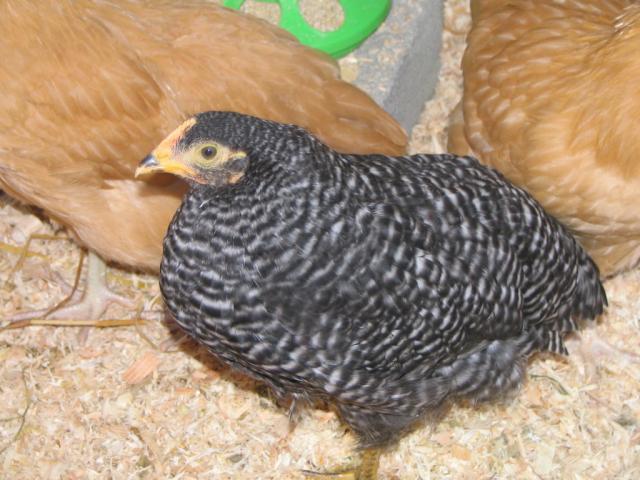 50190_chickens_012.jpg